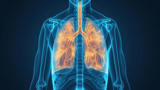 X-ray graphic highlighting the human respiratory system. Adobe Stock