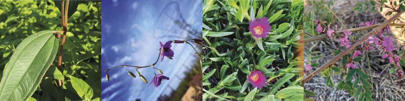 Four close-up photos of greenery and brightly coloured flowers from Yerrabingin's farm.