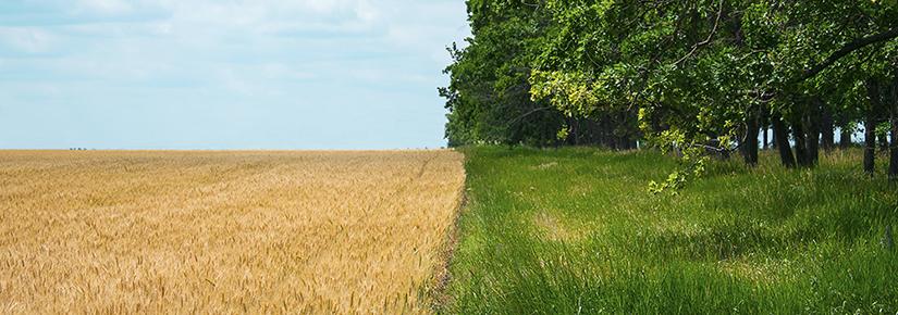 Stock image of a field of grain next to a area of grass and trees