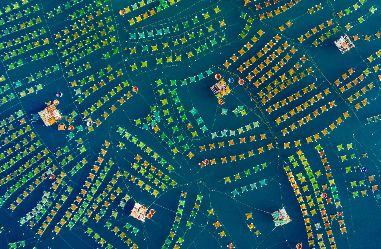 An aerial view of baby lobster villages