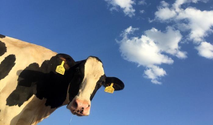 Cow against a blue sky with clouds
