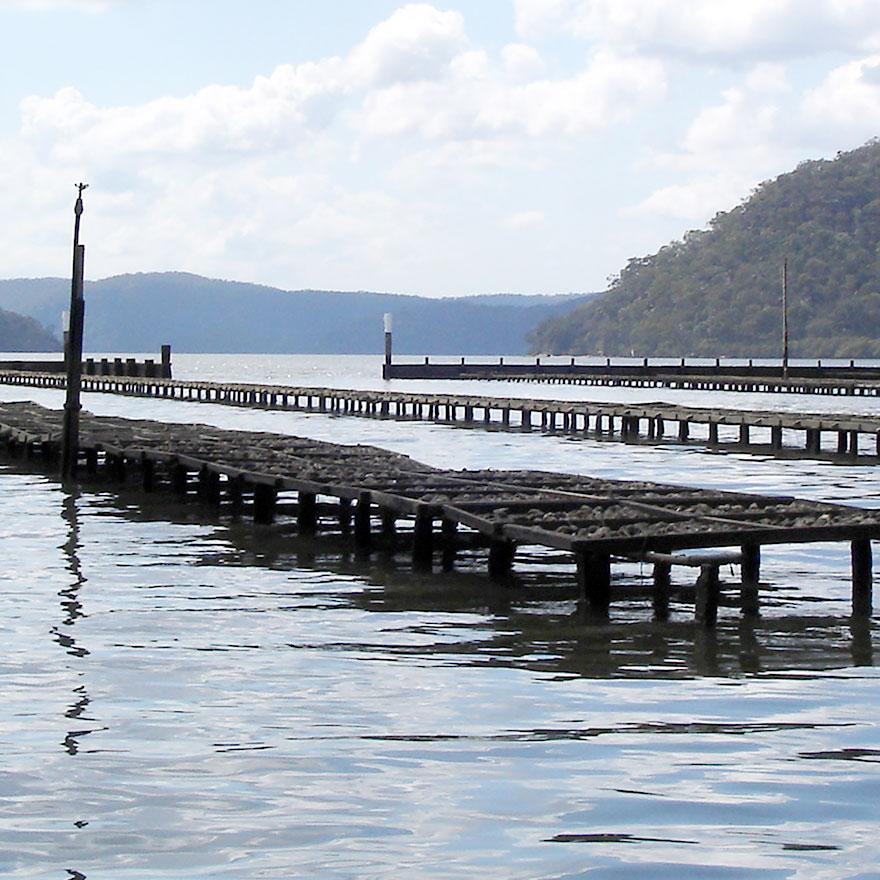 Rows of oysters resting on raised platforms above a river.