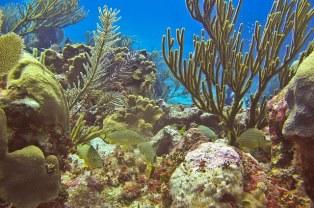 UTS coral research looks at impact of acclimatisation on Caribbean coral physiology under climate change. Credit: Emma Camp