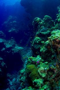 C3 discovery provides new insight into coral reef ecology Photo: Dan Exton