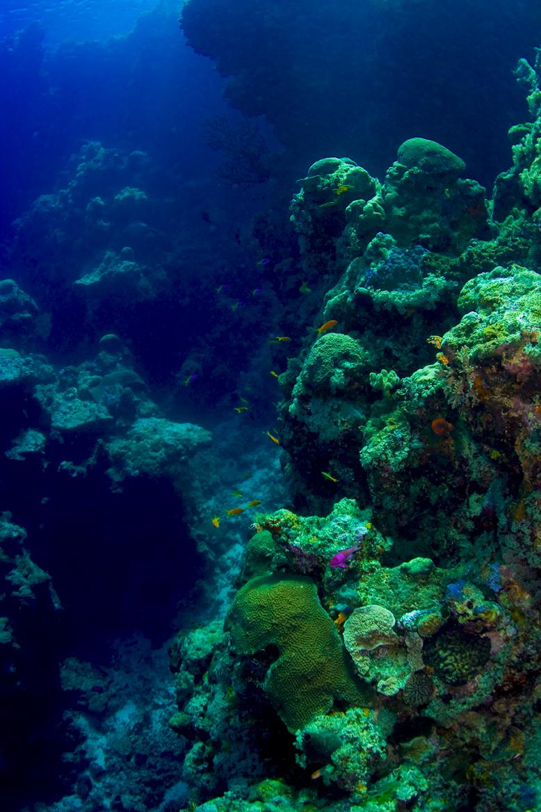 Coral overhangs in Seychelles. D.Exton