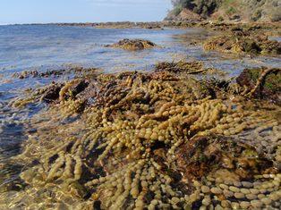 UTS C3 research confirms blue carbon storage potential of seaweed like Hormosira banksii Photo: J Clark
