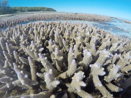 Corals are particularly susceptible to climate change. Credit: D. Suggett