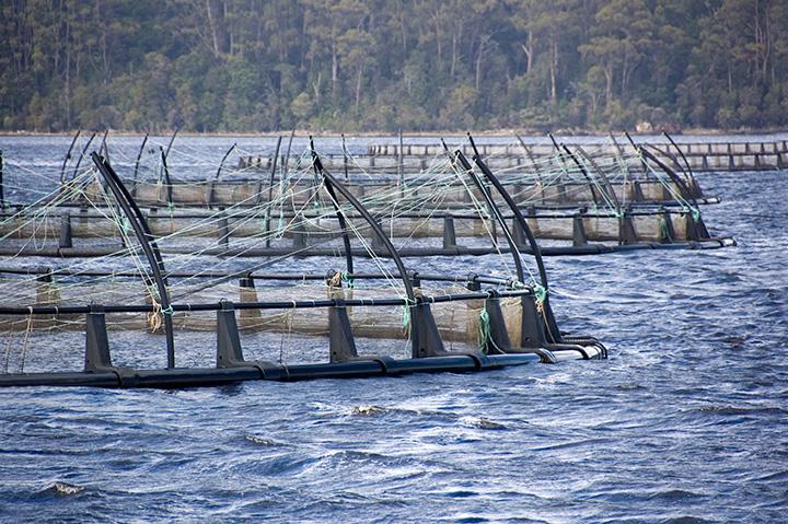 UTS:C3 is expanding its collaborative R&D algal based aquafeed program to support industry in building a sustainable aquaculture industry