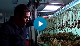 Dr Ross Hill examining corals in an aquarium