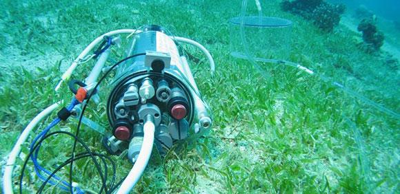 Fluorometer capturing productivity of a seagrass meadow