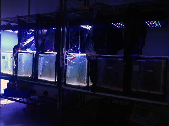 Aquarium set-up used for laboratory-based experiment at UTS to validate seagrass health molecular toolkit for light attenuation