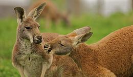Two kangaroos eating leaves