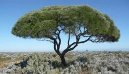 A tree in a semi-arid habitat with extreme temperatures