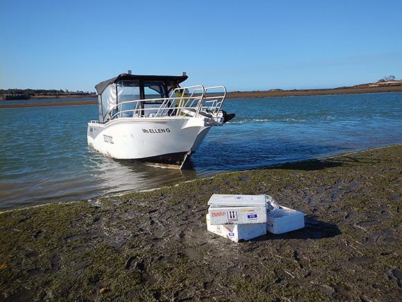Collection of Zostera muelleri samples in Gladstone Harbour to validate seagrass health molecular toolkit for monitoring dredging-related light stress