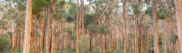 Boranup Karee Forest