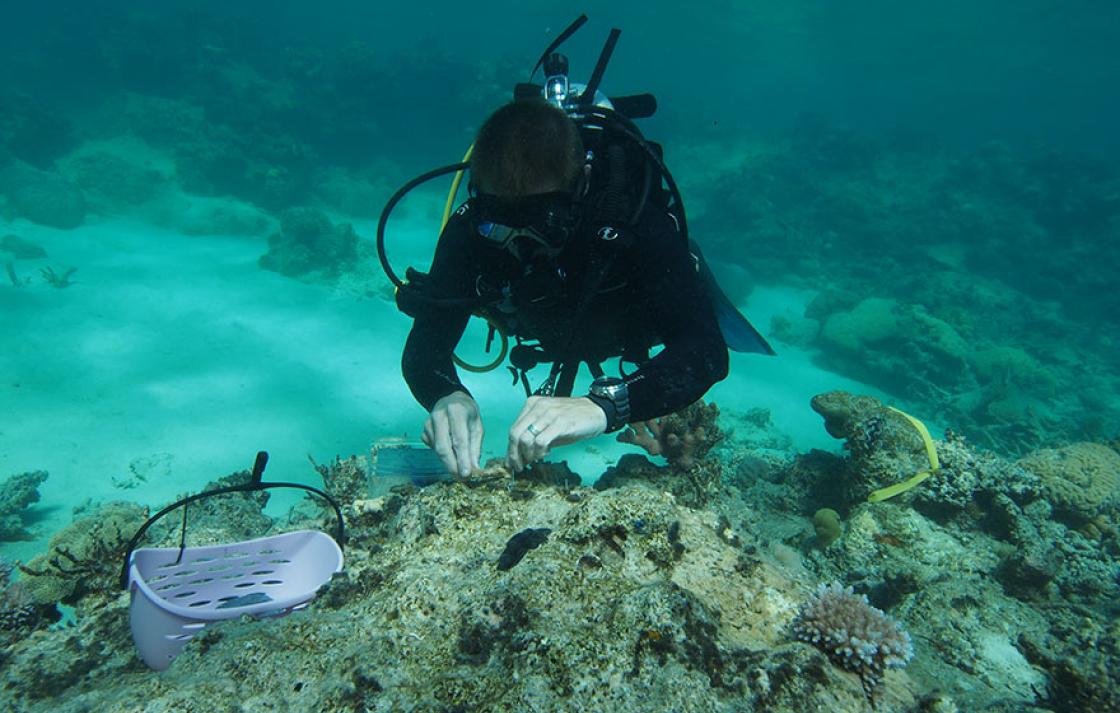 Scuba diver collecting corals