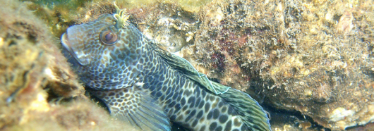 Under water close up of a spotted fish species