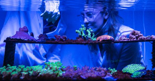Dr Emma Camp crouches next to an aquarium to look at a rack of corals.