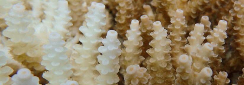 Extreme and sudden changes in salinity cause a biochemical response in corals (Acropora millepora) that is similar to marine heatwaves.