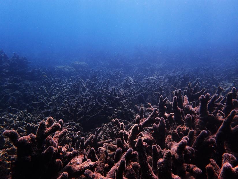 Coral degraded