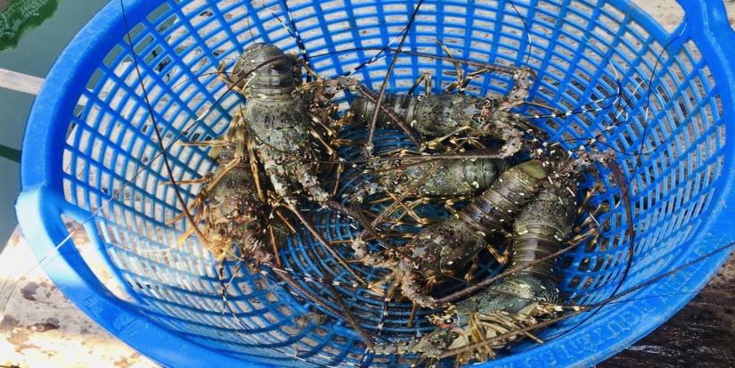 lobsters in a bucket