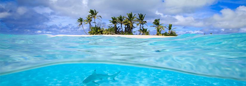 A blacktip reef shark swims in the shallows in the Cocos-Keeling Islands, Indian Ocean. Credit: Tane Sinclair-Taylor.