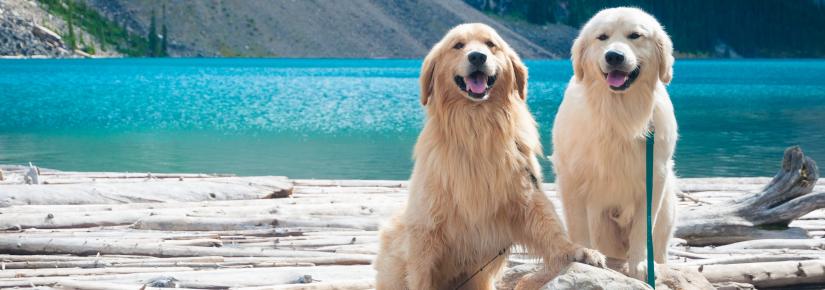 Two fluffy dogs sitting next to a body of water.