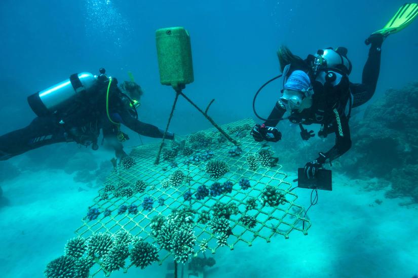 Planting coral on the Great Barrier Reef