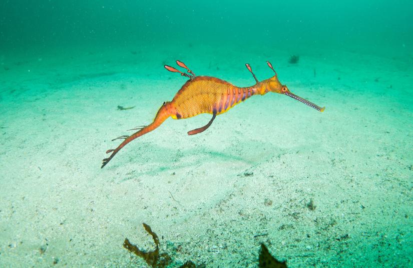 Seadragon swimming in waters off Kurnell, Botany Bay