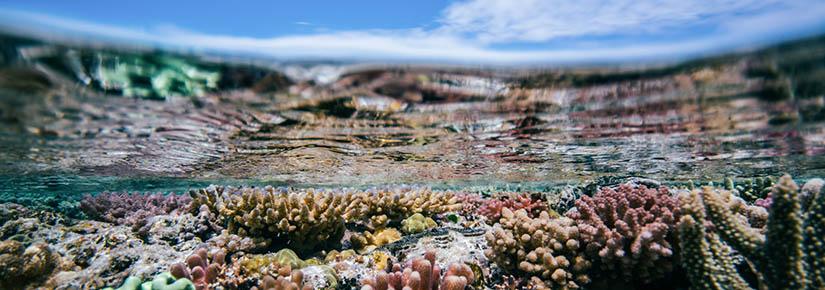 Underwater shot of healthy corals at Heron Island