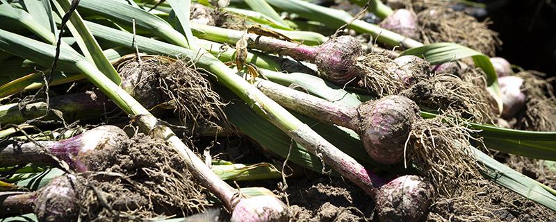 Freshly harvested garlic plants lie on the ground; their stringy roots are filled with dirt.