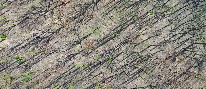 Aerial view of trees recovering from bushfires