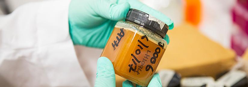 The research is intended to provide a strong evidence base for marketing honey as a health food with prebiotic properties. Photo by Andy Roberts