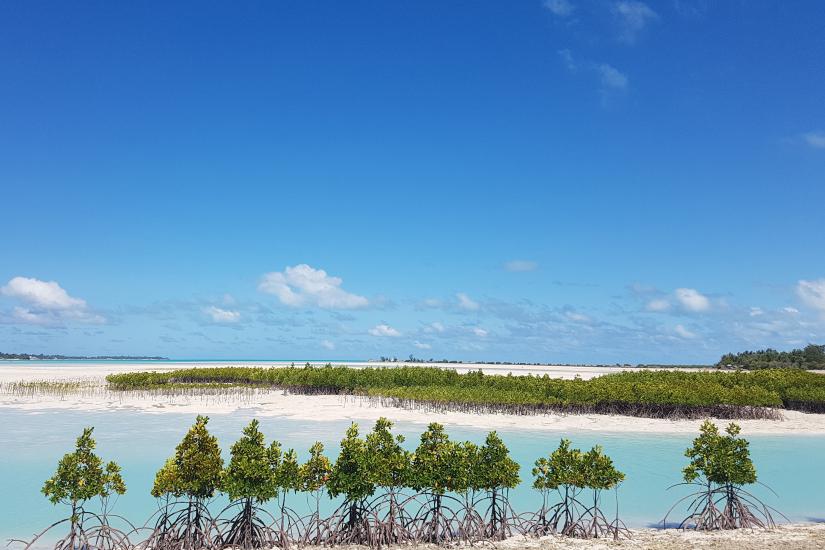 Ocean and mangroves in low-lying Kirabati