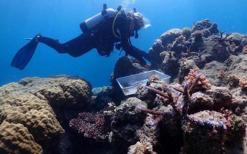 a scuba diver attaches coral to mesh underwater