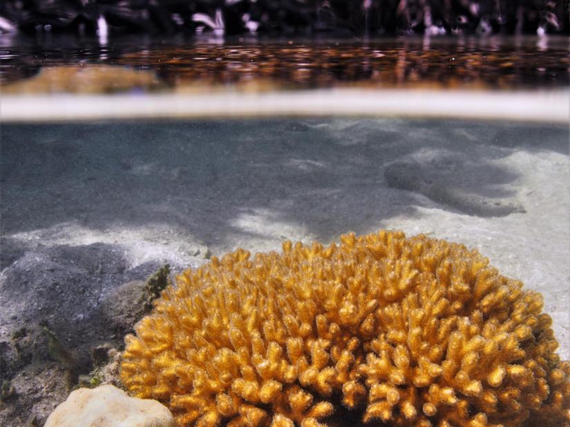 The coral species 'Porites lutea' in a mangrove swamp