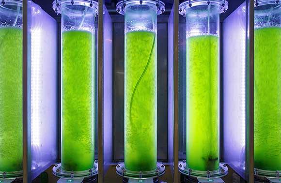 Algae in cylinders