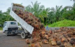 palm oil on a truck