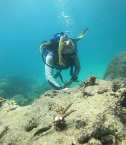 Photo of outplanting on the Great Barrier Reef