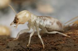 Photo of a giant termite