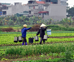 Workers walking through a diverse agricultural field