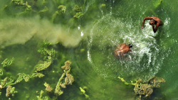 An aerial shot of two people swimming in bright green water with algae on the top of it. 