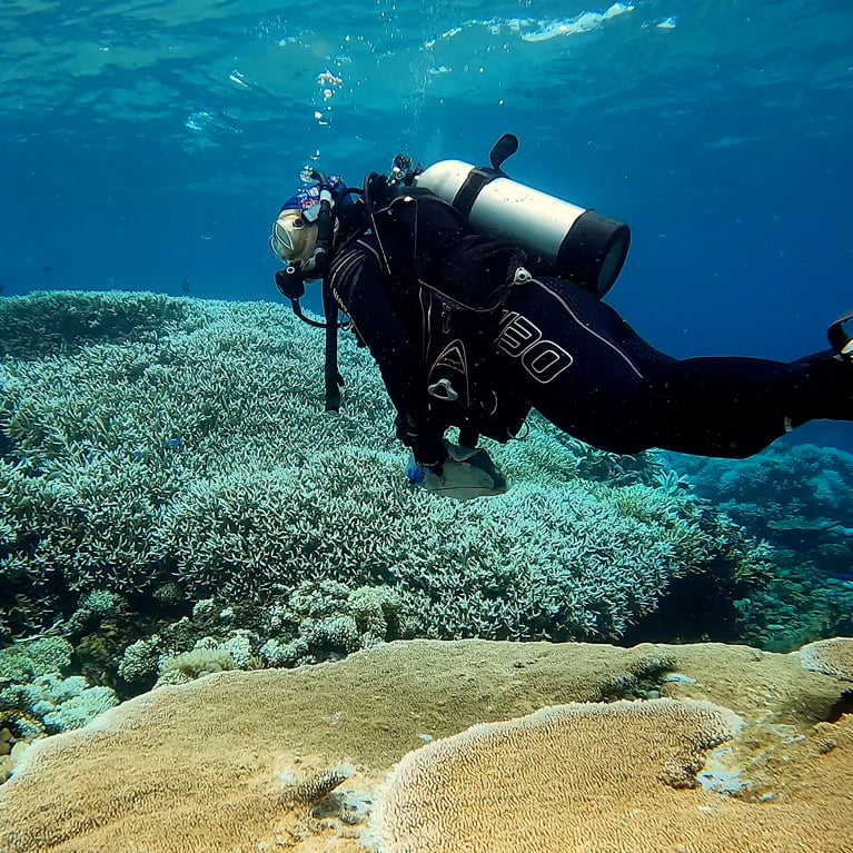 A diver checking out coral bleaching