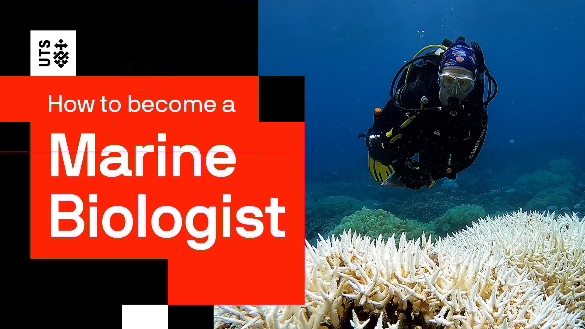 What it’s really like to be a marine biologist YouTube thumbnail