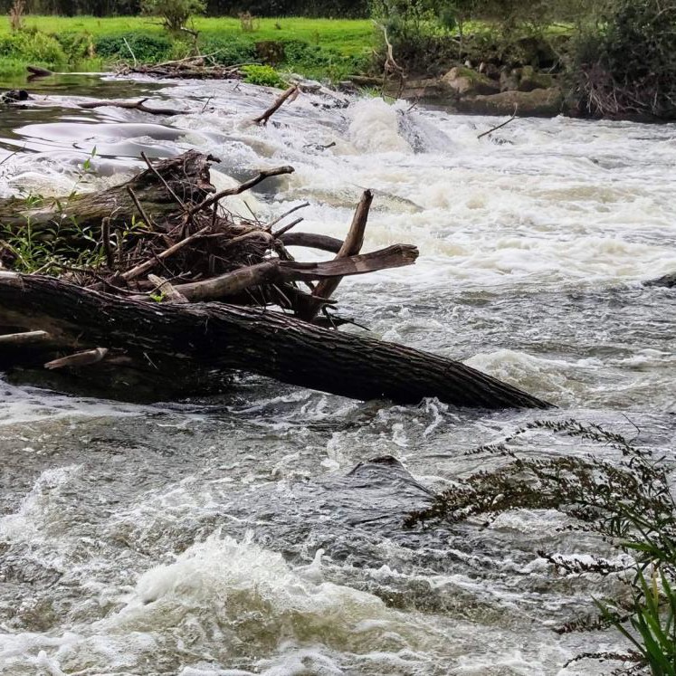 Fast flowing river with uprooted vegitation being carried downstream in the flood
