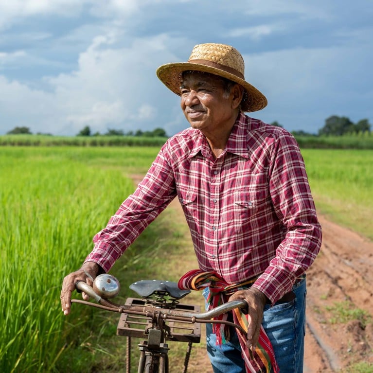 Elderly man walking with a bicycle through a rice field in Thailand.