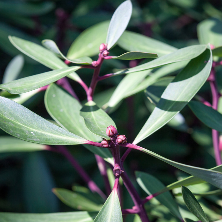 Tasmanian native pepper tree