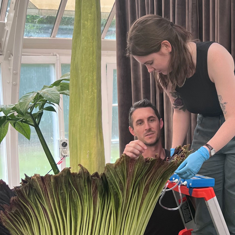 Bridget Thurn samples the corpse flower scent. Picture courtesy Botanic Gardens of Sydney
