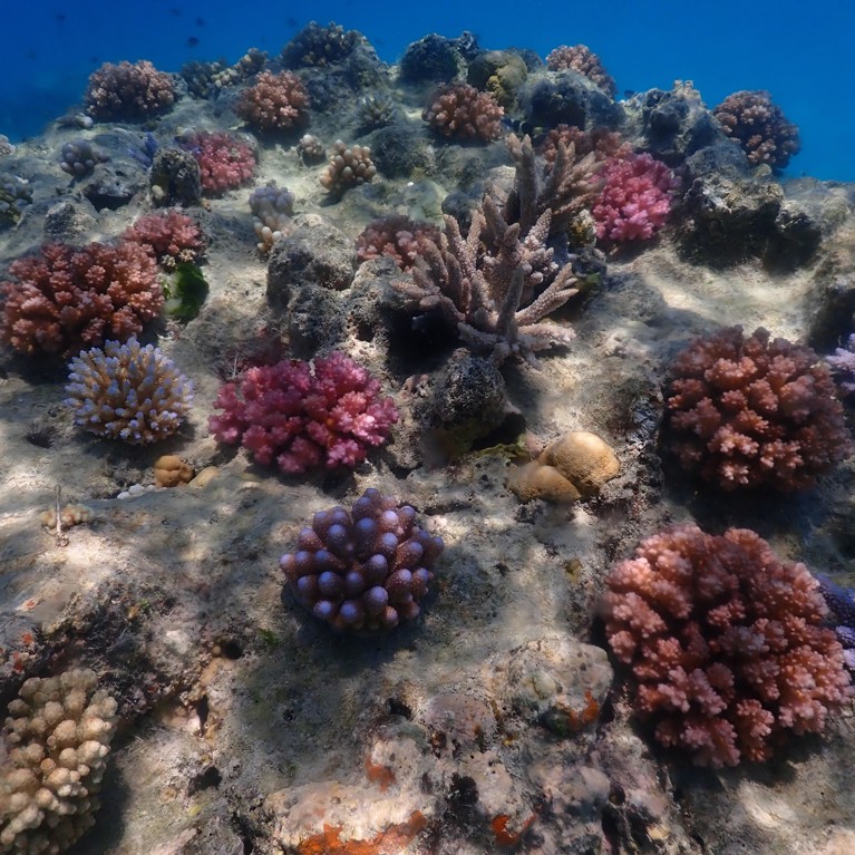 Coral reef