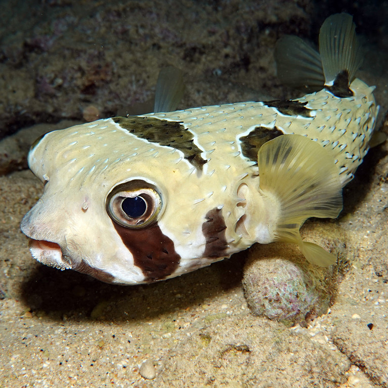 Blackblotched porcupinefish (Diodon liturosus). Glen Whisson/iNaturalist, CC BY-ND